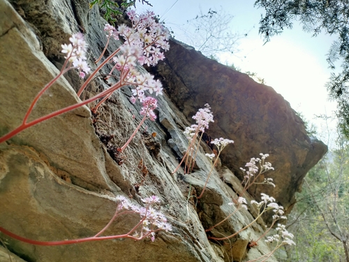 Oresitrophe rupifraga, photograph 2