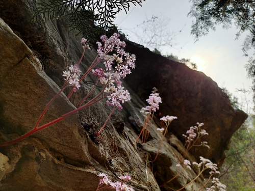 Oresitrophe rupifraga, photograph 3