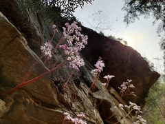 Oresitrophe rupifraga