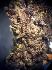 Frullania probosciphora