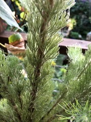 Adenanthos