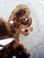 Frullania probosciphora