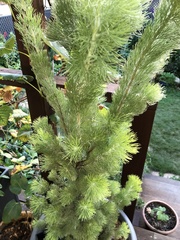 Adenanthos