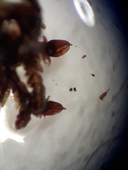 Frullania probosciphora