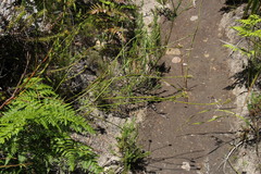 Thesium spicatum