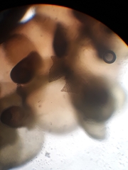 Frullania probosciphora