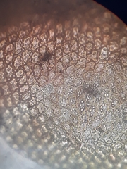 Frullania probosciphora