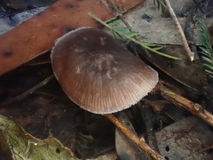 Mycena vinacea
