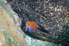 Nemanthias bicolor