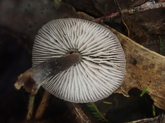 Mycena vinacea