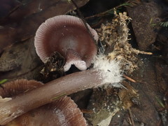 Mycena vinacea