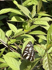 Neptis sappho intermedia