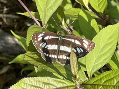 Neptis sappho intermedia