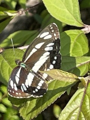 Neptis sappho intermedia