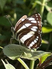 Neptis sappho intermedia