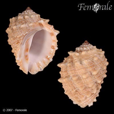 Vasula speciosa