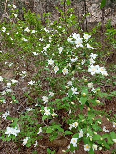 Largeflower deutzia (Deutzia grandiflora)