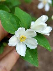 Deutzia grandiflora