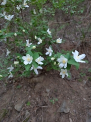 Deutzia grandiflora