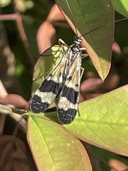 Panorpa japonica