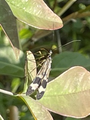 Panorpa japonica