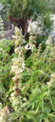 Ocimum × africanum