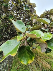 Brachyglottis rotundifolia