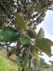 Brachyglottis rotundifolia