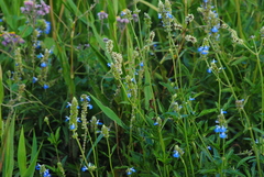 Salvia uliginosa