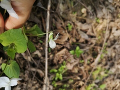 Viola acuminata