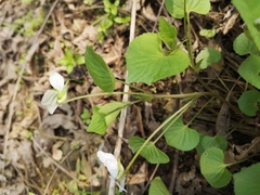 Viola acuminata