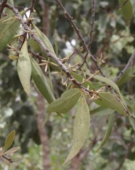 Dendrophthoe odontocalyx