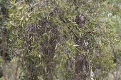 Dendrophthoe odontocalyx