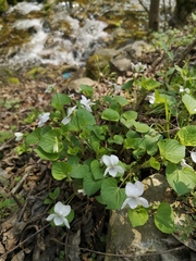Viola acuminata