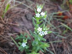 Lithospermum papillosum