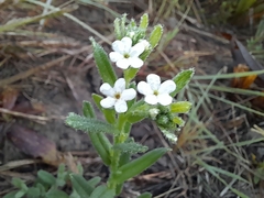 Lithospermum papillosum