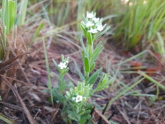 Lithospermum papillosum