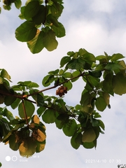 Sterculia macrophylla