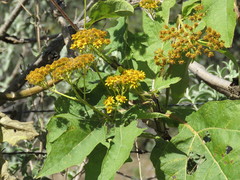 Verbesina greenmanii