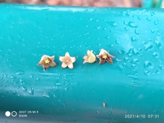 Sterculia macrophylla