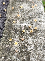 Hopea odorata