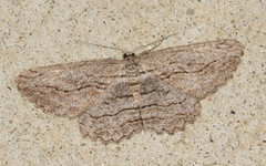 Scioglyptis loxographa