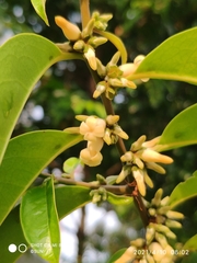 Diospyros lancifolia