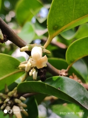 Diospyros lancifolia