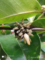 Diospyros lancifolia