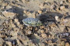 Julodis variolaris