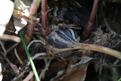 Ania penangiana