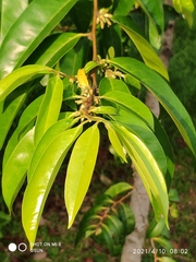 Diospyros lancifolia
