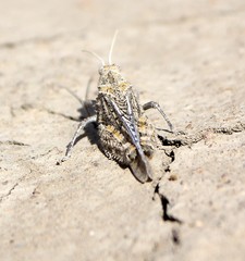 Asiotmethis muricatus