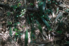 Ania penangiana